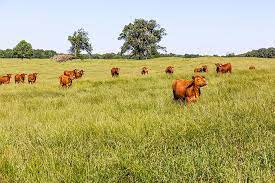 North/East Texas Retiring/Selling Cattle Producers