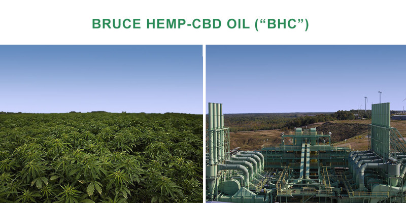 Ontario Hemp Growing & Drying for CBD Oil Prod.