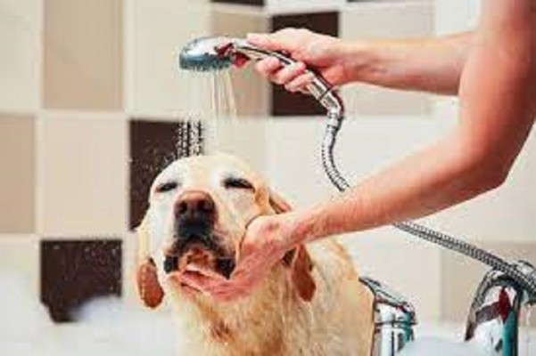 Local Pet Grooming Business for Sale in AL