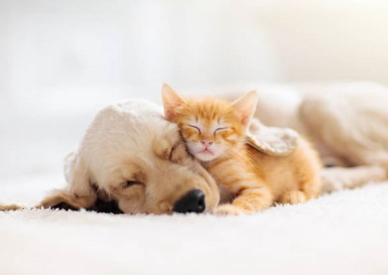 Pet Grooming and Boarding