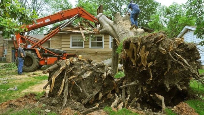 Profitable Tree Service and Power Washing Company