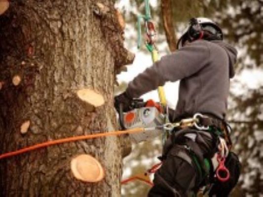 Successful Tree Cutting & Trimming Business