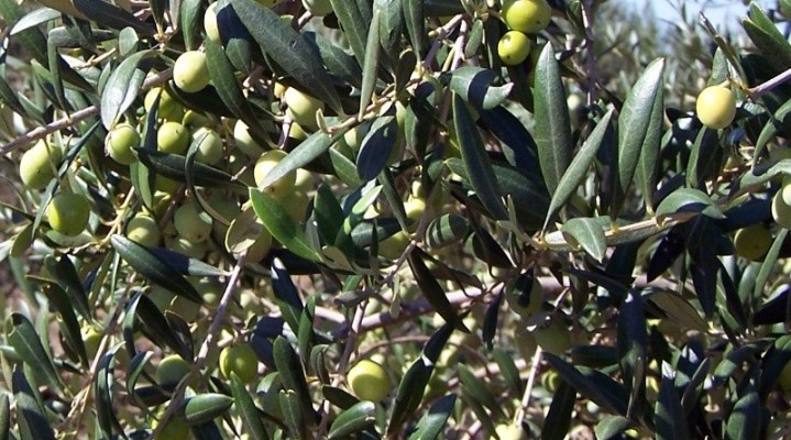 Investment Opportunity - Property 600Ha Portugal