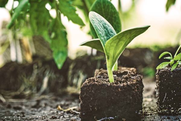 Texas-Based Legume Producer, Processor & Distrib.