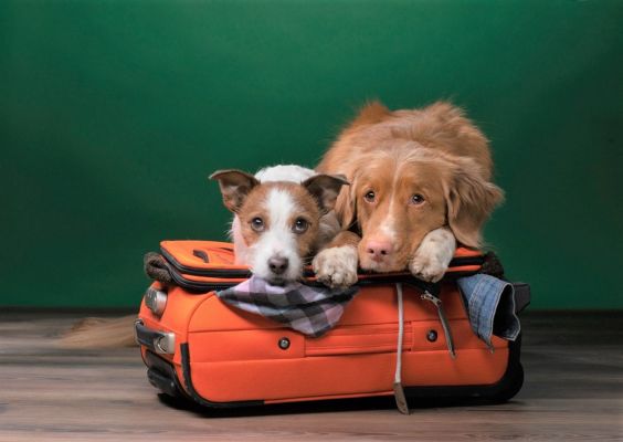 Successful Pet Boarding & Grooming Business, Property Included