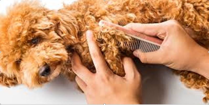 Mobile Pet Grooming Business with Modern High-Tech