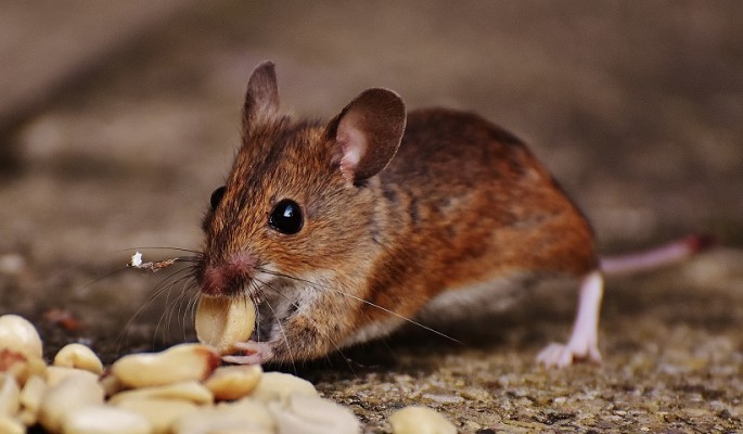 Established Profitable Pest Control-Central Oregon