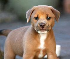 Pet Resort & Daycare