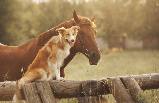 Livestock and Pet Supplies Provider