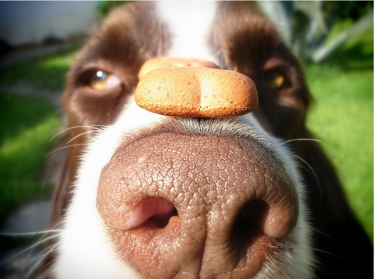 Retail Store for Healthy Pet Supplies