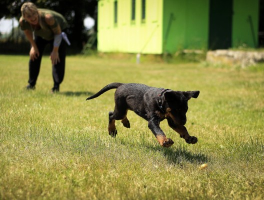 Luxury, Award-Winning Dog Boarding Kennel