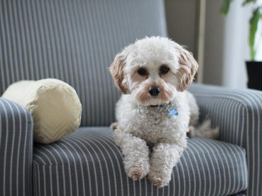 Profitable Pet Groomer-Desirable, High Growth Area