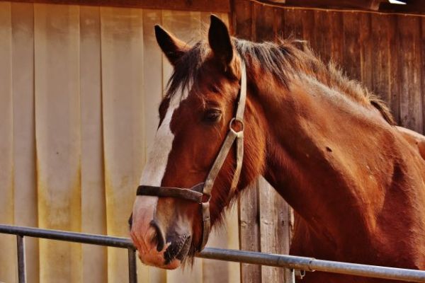 Florida Full Service Equestrian Center Profitable