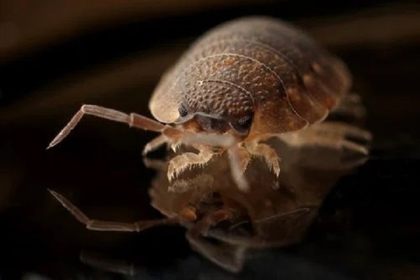 Long Time Pest Control Business