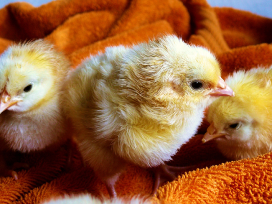 SBA Pre-Qualified Chicken Coops & Accessories