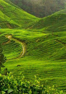 Wanted Investor Sale of 700 Acres Tea Estate