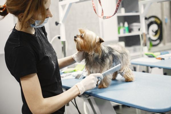 Community Focused Pet Store and Grooming Center