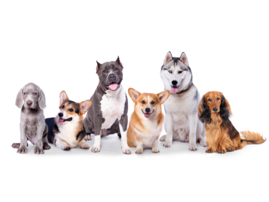 Highly Profitable Dog Resort with Real Estate