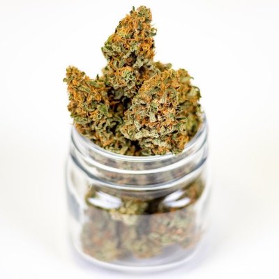 Cannabis Farm-Uruguay