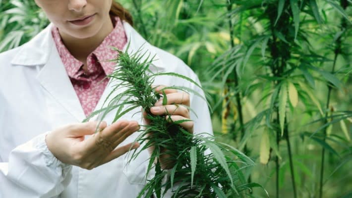 Cannabis Pharma Investors Wanted