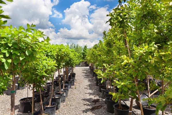 Local Nursery and Garden for Sale in NY