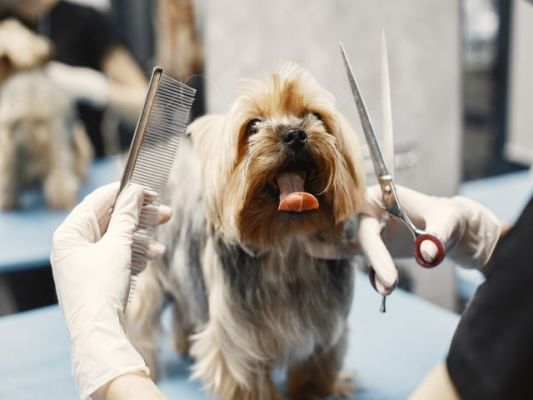 Award Winning Dog Grooming Salon for Sale