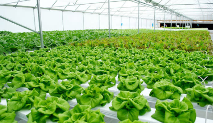 Looking for Agriculture Investors