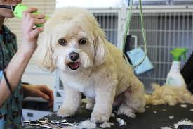 Pet Daycare, Boarding and Grooming in Mid Suffolk