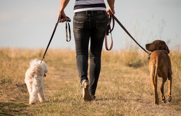 Dog Walking, Pet Sitting and Pet Care