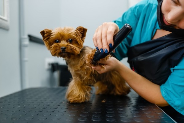 Profitable Full Service Dog and Cat Grooming Bus.