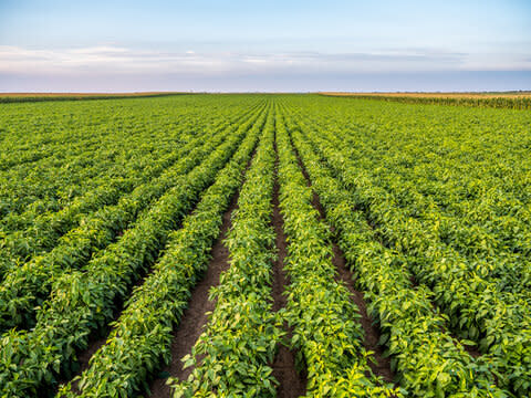 $33M Produce Distribution Company $3MM ENITDA