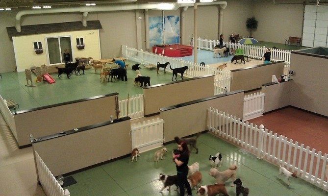 Profitable Dog Daycare & Boarding Club