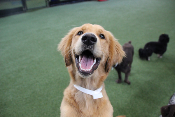 Successful Doggy Daycare and Boarding Business