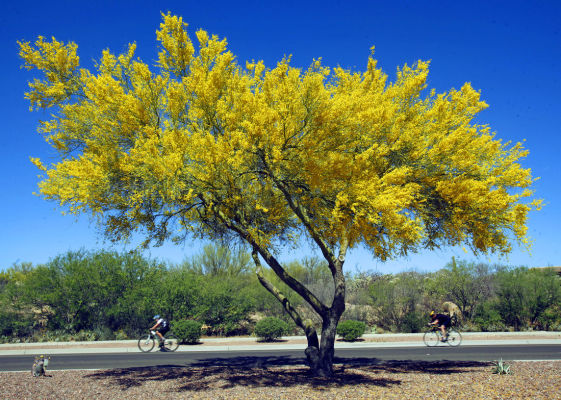 Commercial Landscaping
