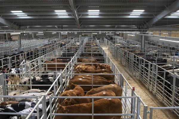 Cattle Auction w/Property & SBA-Approval