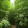 Dispensary - Cannabis - CBD - Marijuana - Retail