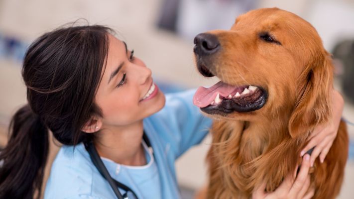 Established Veterinary Practice For Sale