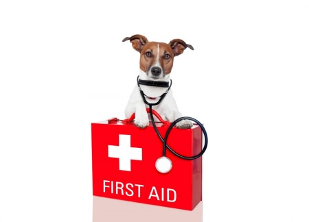 Comprehensive and Unique Veterinary Practice