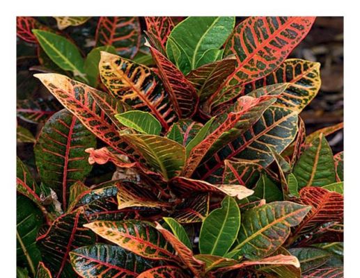 Interior Plant Services