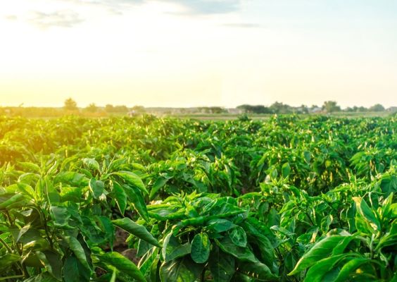 Fully Operational MED Cultivation/Nursery Business with Real Estate