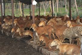 Sri Lanka Diary Farm for Sale