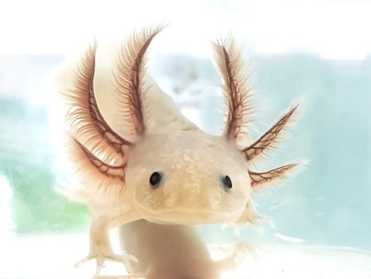 Leading Brand in the Niche Market of Aquatic Pets