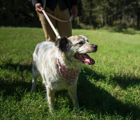 Pet Service / Home Service Business