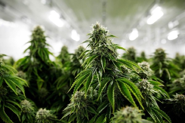 Medical Marijuana - Grow, Process and Dispense