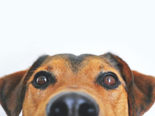 Pet Supply & Service Company, with Multiple Locations