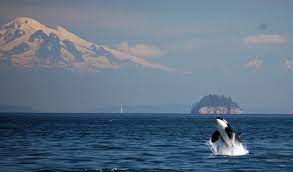 SW Seattle Practice for Sale
