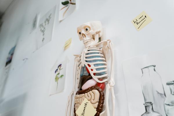 Top Nationwide Distributor of Anatomical Models