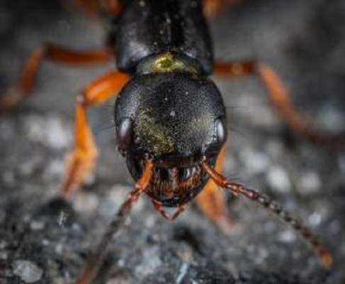 Full Service Pest Control Business in PA