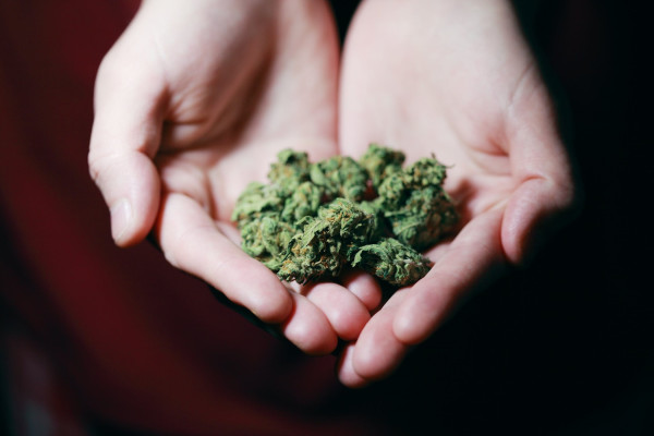 Cannabis Grow and Luxury Dispensary
