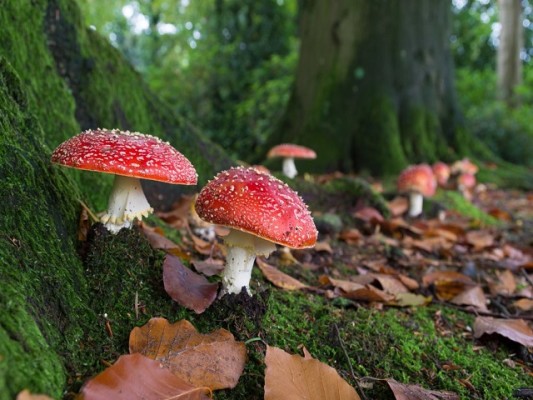 2 In House Brands-Mushroom Cultivation & Mycology